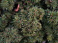 Picea abies Merki-5 Świerk pospolity